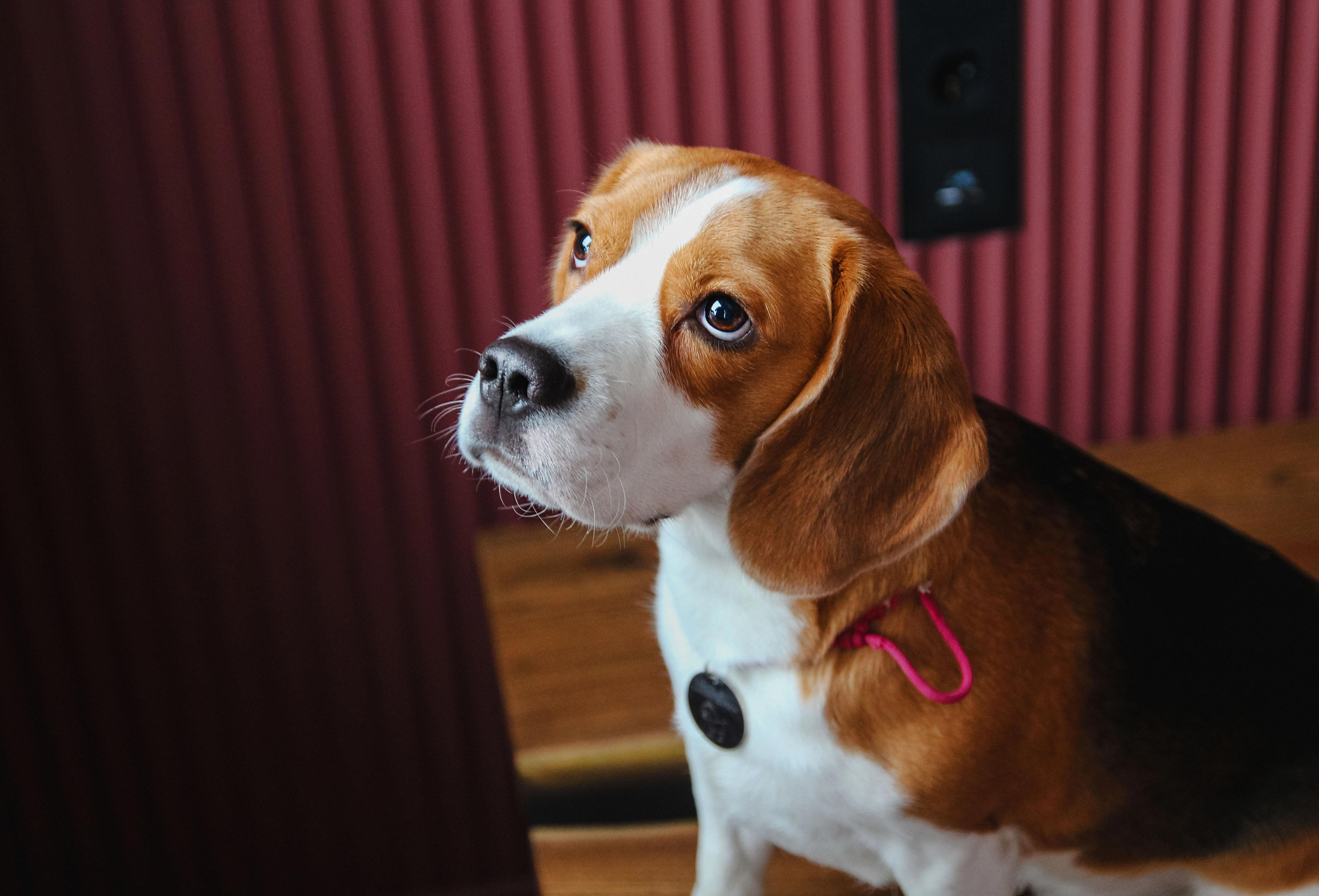 How to Safely Clean Your Beagle's Ears: A Step-By-Step Guide
